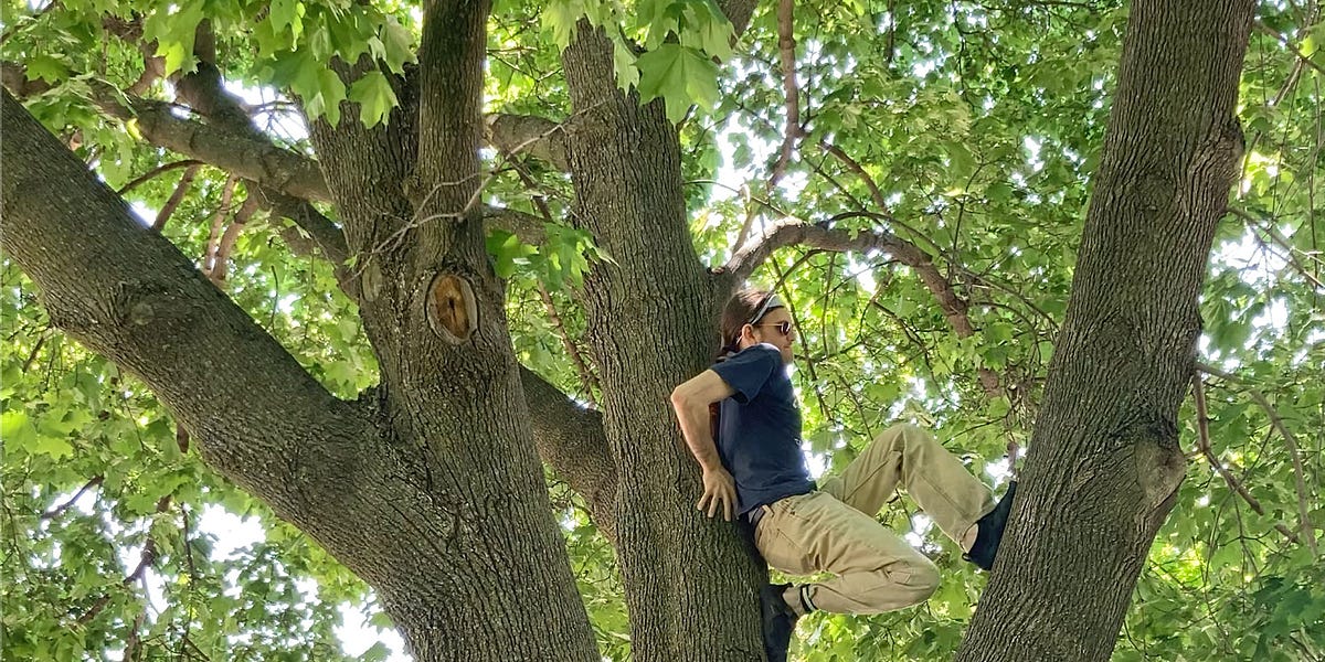 Let’s try something new: Now that I am back out in the trees, I can finally use these letters to recount to you some of my  actual tree-climbing exp