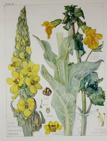 Show 210: Milkweed, Miner's Lettuce and Mullein