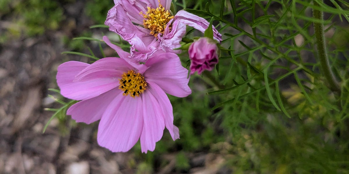 Lessons in Deadheading by Lianne Mellor
