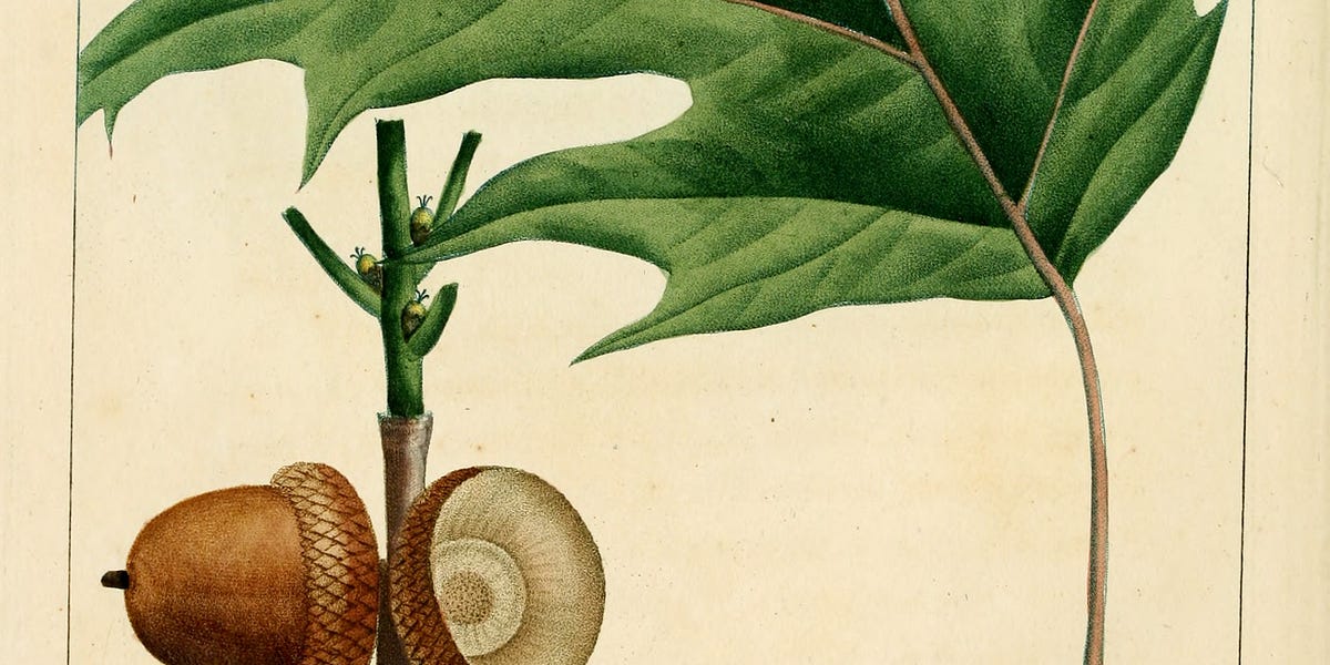 Students That Fit Into the Overstory by Chad C. Ashby