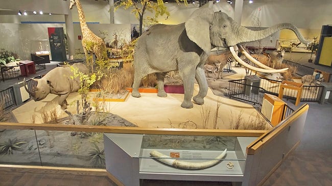 Petition Launched to Save Brockhouse Taxidermy Collection