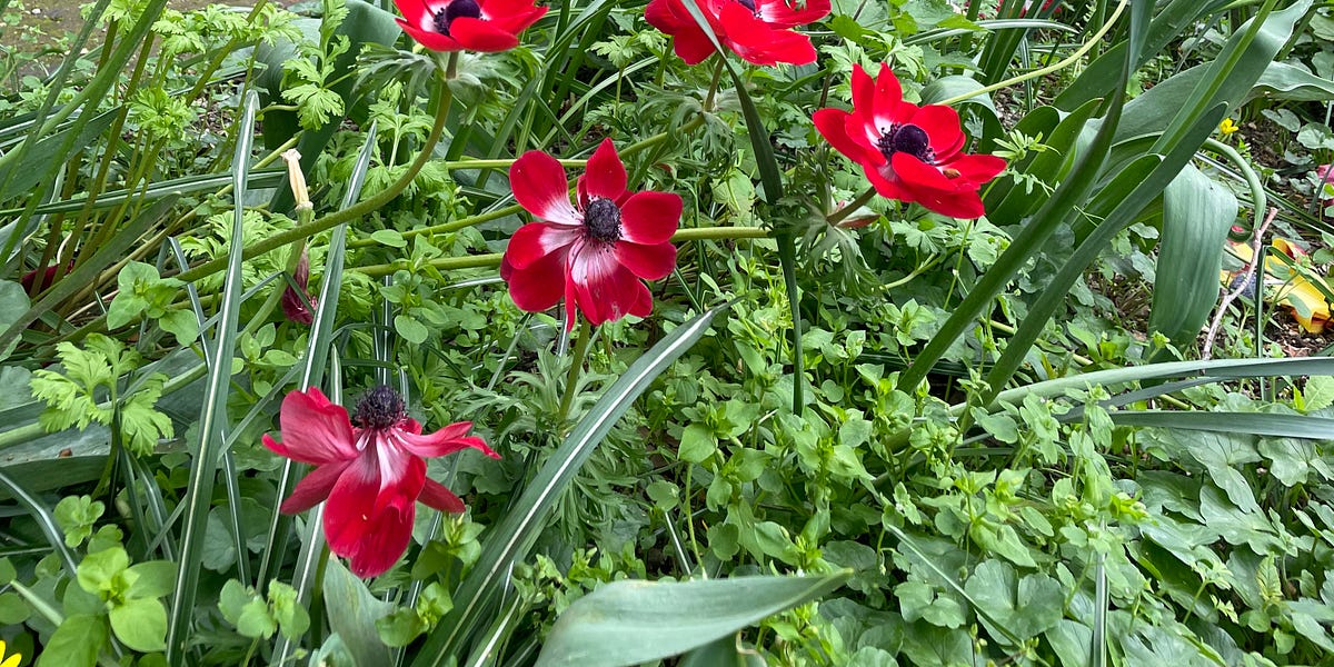 Walking into spring