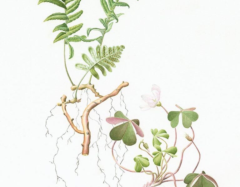 Medicinal Ferns and Fern Allies: Polypodium glycyrrhiza, Licorice Fern, Polypodium lineare and Polypodium polypodioides, Resurection Fern