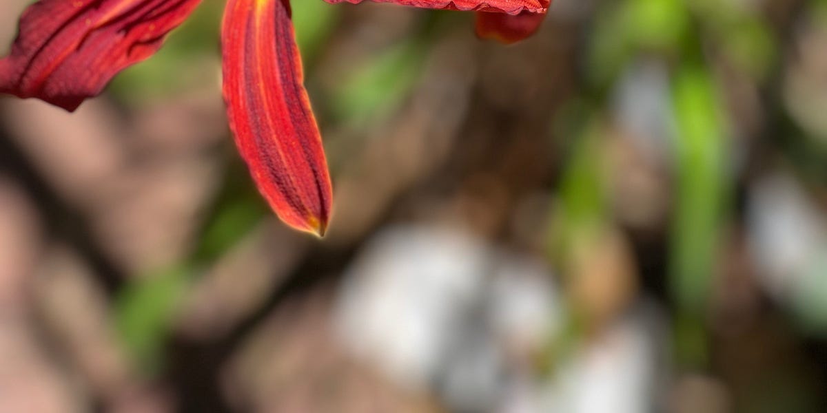 "It is Clarissa," he said. by Anita Darcel Taylor