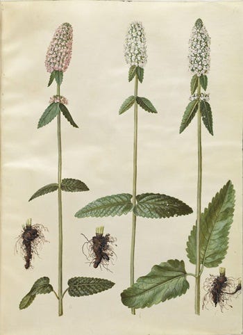 Show 205: Hedgenettle, Knotweed, Johnsongrass and Stachys
