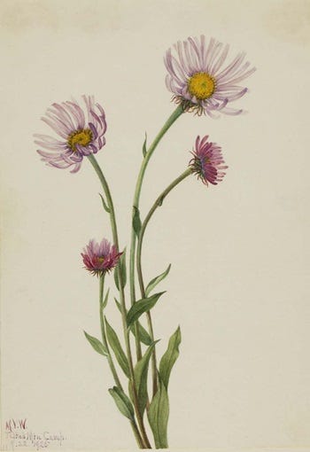 Show 169: The Culinary uses of Angelica and the Medicinal uses of Erigeron/Fleabane