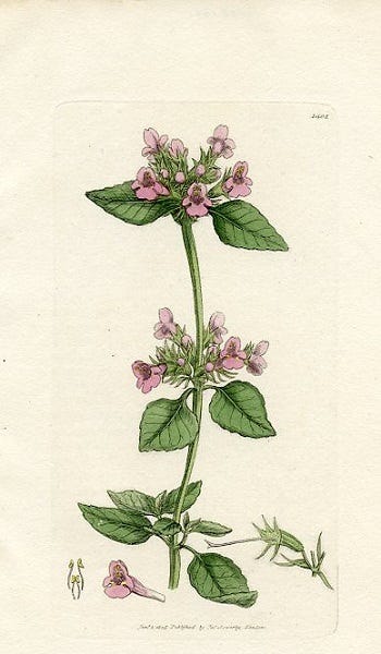 Medicinal Shrubs and Woody Vines: Clinopodium and Comptonia, Sweetfern