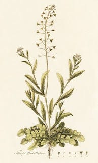 Show 226: Saxifrage, Shepherd's Purse and Orange