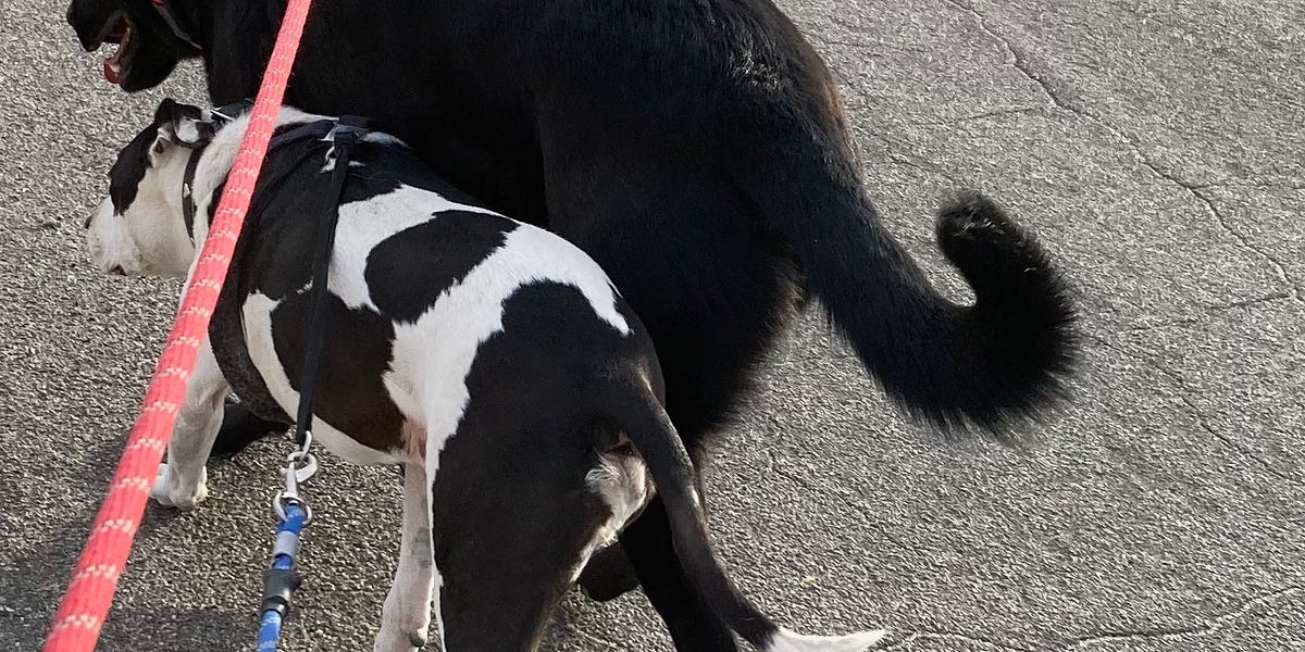 Letter From the Desert Coyotes in the Yard