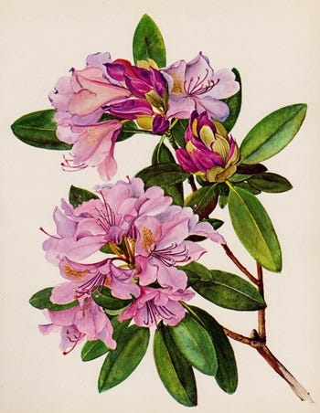 Medicinal Shrubs and Woody Vines: Rhododendron