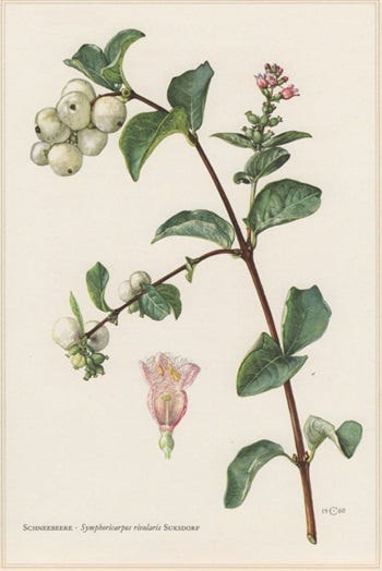 Medicinal Shrubs and Woody Vines: Symphoricarpos
