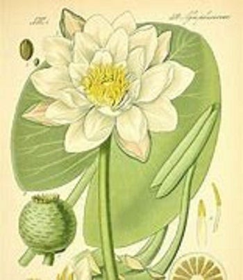 235: Water Lily, Wild Geranium, Leatherwood and Autumn Olive