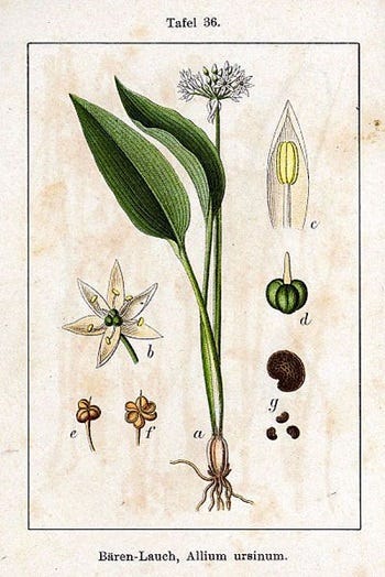 Show 149: Alliums and pickled green tomatoes