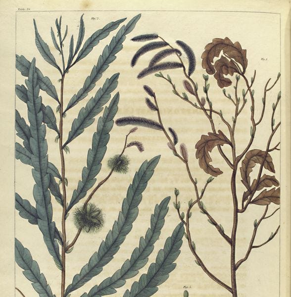 Sweet Fern, Comptonia peregrina