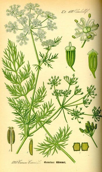 Show 182: Wild Caraway and Honeysuckle
