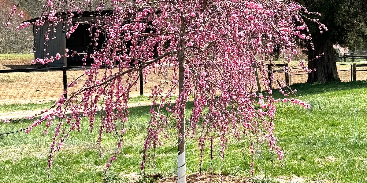 Homesteading and Regenerative Farming