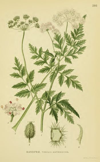 Show 231: Sweet Cicely, Tansy and Hazelnut