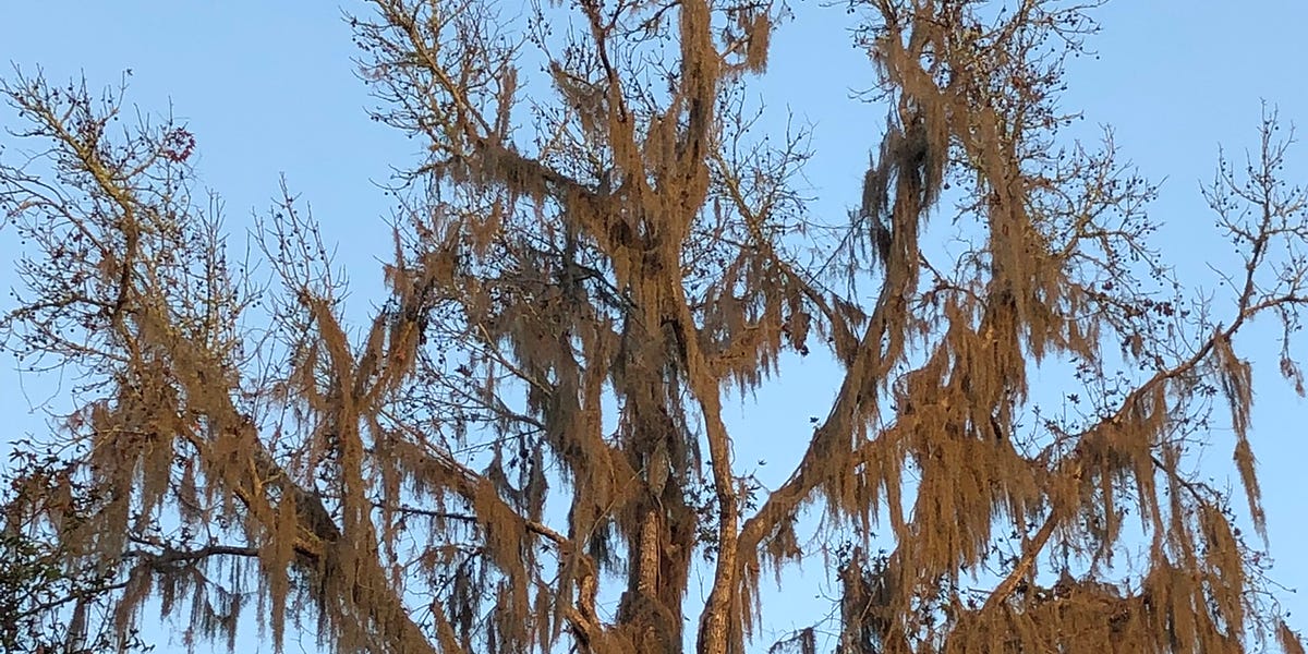 Spanish moss is not a detriment to trees