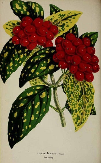 Medicinal Shrubs and woody Vines: Aucuba japonica (Spotted Laurel) and Baccharis