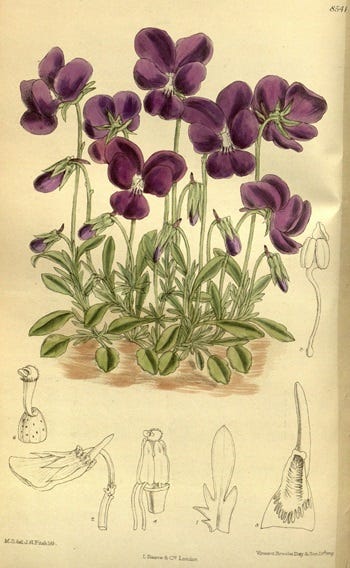 Show 213: Wild Mustard and Violets