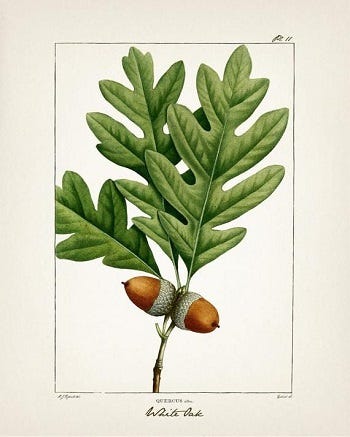 Medicinal Trees: Oak (Quercus)
