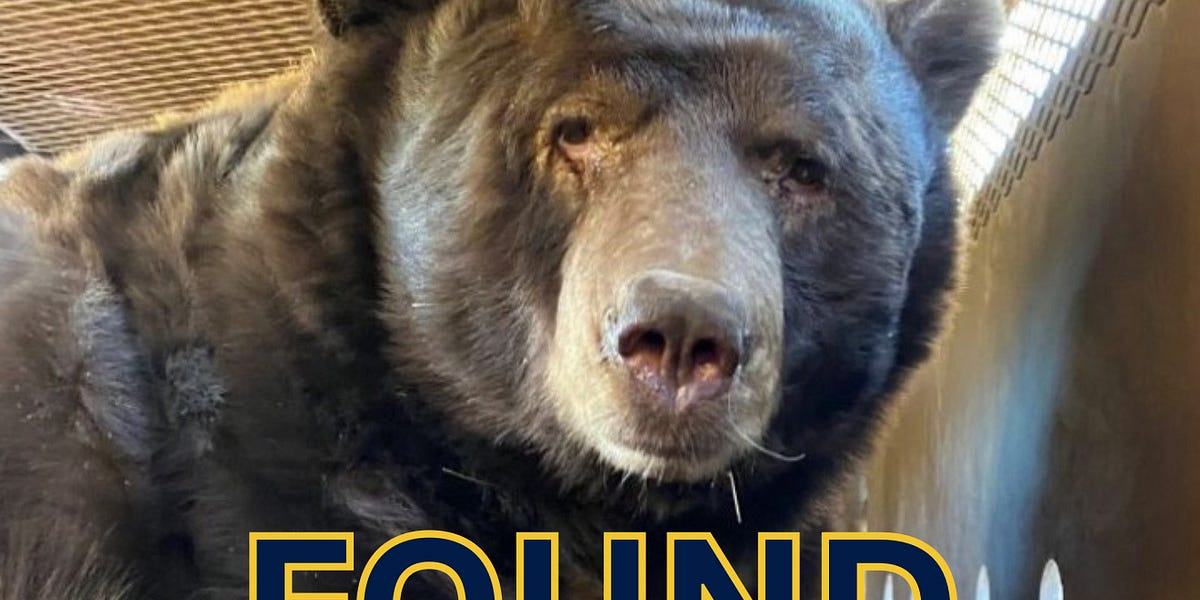 Bear Relocation Sparks Community Buzz at UC Berkeley