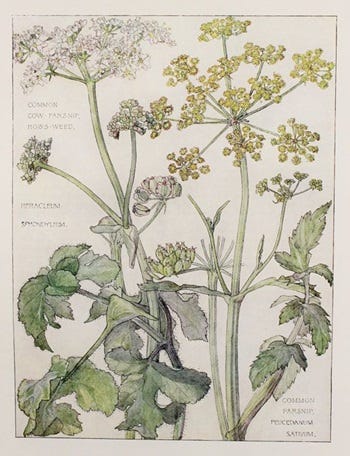 Show 191: Cow Parsnip, Dandelion and Mouse Ear Hawkweed