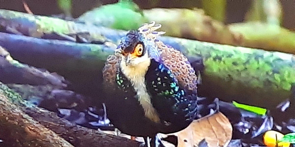 Ravaged by Deforestation, Sabah Belatedly Turns to Birdwatching Tourism - Vimarsana News