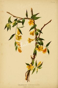 Medicinal Shrubs and Woody Vines: Gelsemium, Jessamine