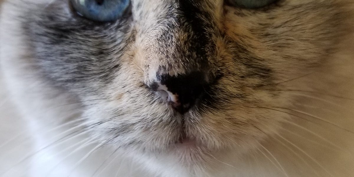 How’s About A Faerie Tale? – by Robyn Pennacchia