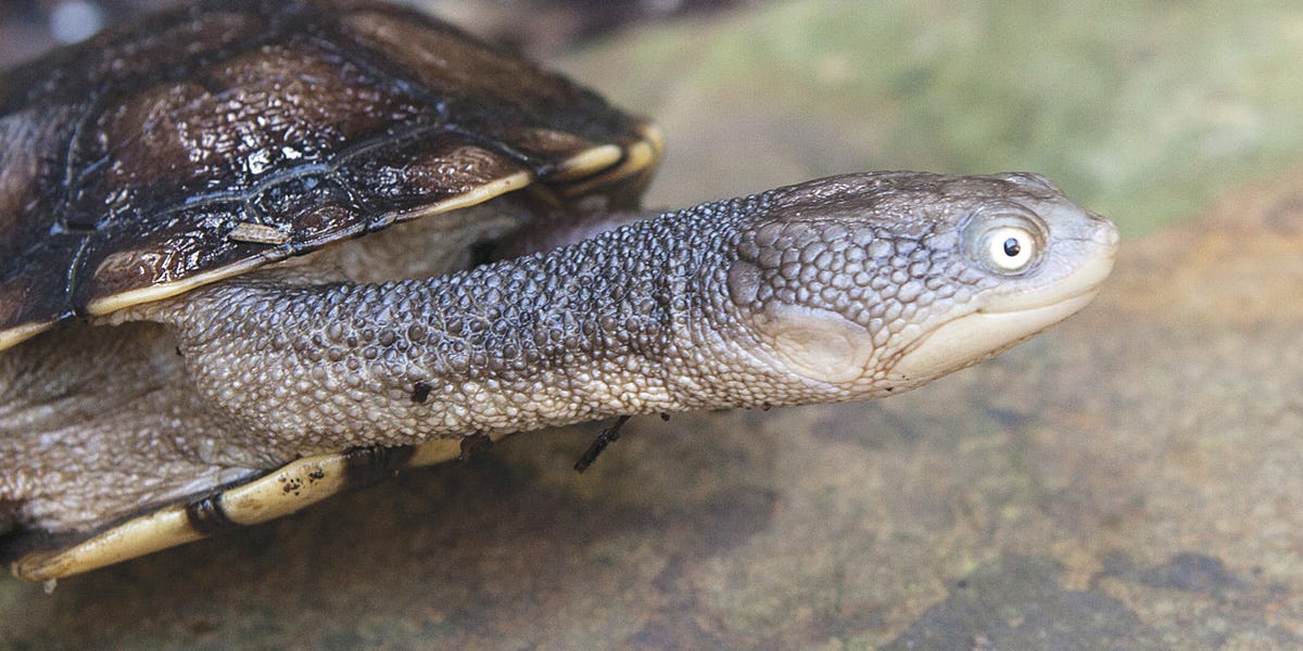 Wandering Back.. by Eva Angophora Musings of the Wild