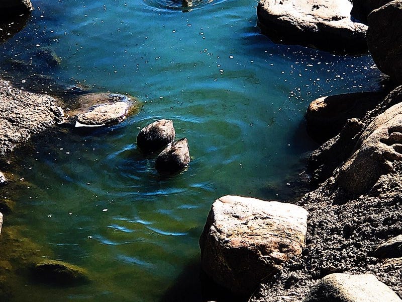 summer smells like coconut suntan lotion and tastes like pineapple