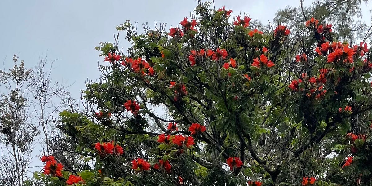 The Loneliness Vaccine by Trinity girl in the Bardo