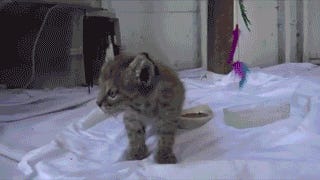 Kitteh On My Foot (Want To Touch It). Tabs, Fri., May 24, 2024