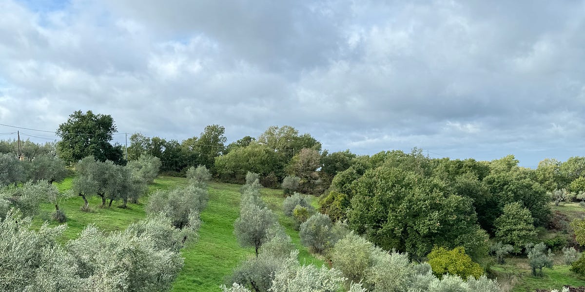 Olive trees are for life Dawn Moves Digest