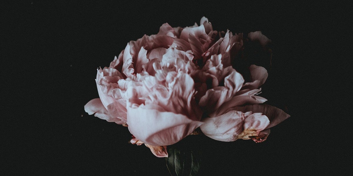 What is a Projector? by Nicola Bird Soil & Stardust