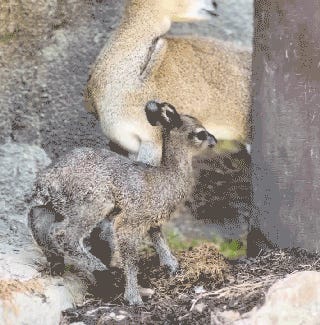 Elon Musk, *Law-Breaker*??? Tabs, Thurs., June 5, 2025 Elon Musk, *Law-Breaker*??? Tabs, Thurs., June 5, 2025