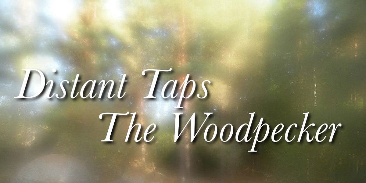 Distant Taps The Woodpecker by Callsign🌲Santa