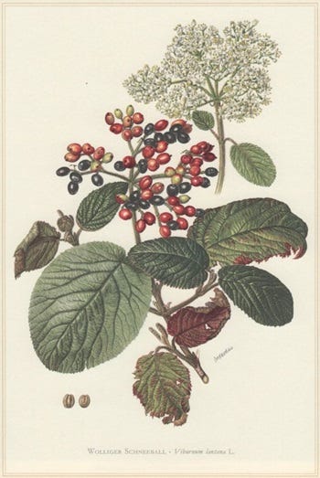 Medicinal Shrubs and Woody Vines: Viburnum