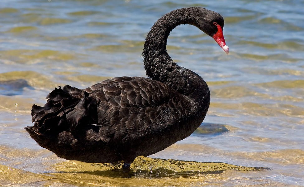 Protect Against Black Swan Events | Tail Risk, S&P 500 Insights, and