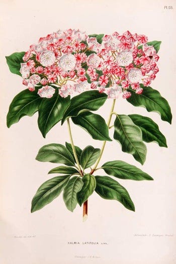 Medicinal Shrubs and Woody Vines: Kalmia, Laurel