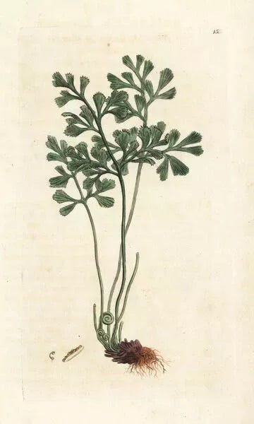Medicinal Ferns and Fern Allies: Asplenium ruta-muraria, Rue Fern, Rue Spleenwort, Wall Rue etc.