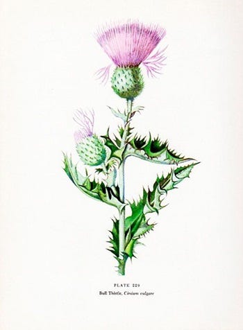 Show 161: Medicinal Thistles, Turkey Casserole, Scallion Noodles and Spiced Peanuts