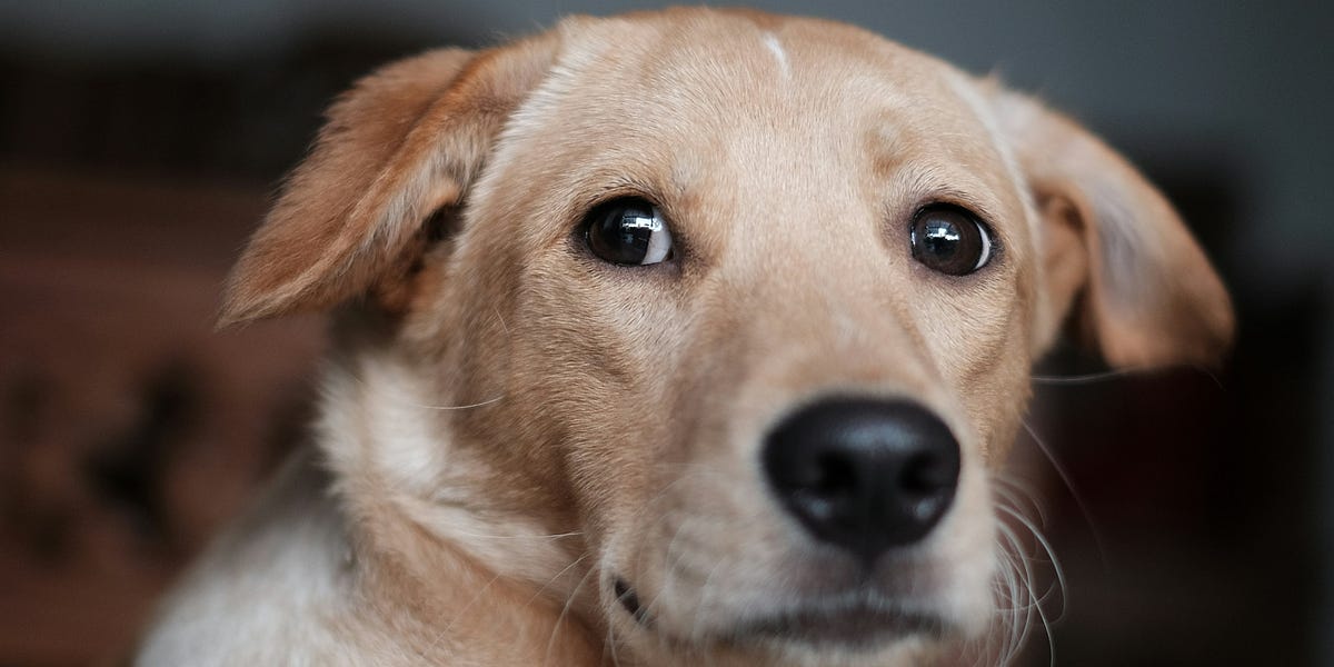 Never, Never, Never feed your dog an egg salad sandwich