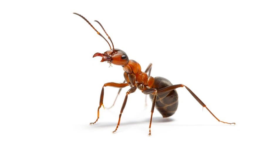 Lazy Ants and Loose Women: God's Handbook for Avoiding Life's Pitfalls