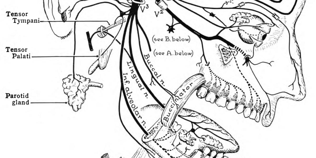 Ants, socializing and SARS-2 spike-induced anosmia (loss of smell) in people