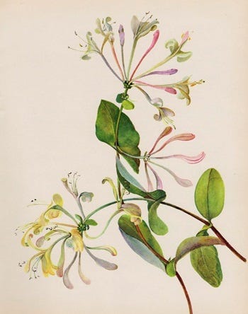 Medicinal Shrubs and Woody Vines: Lonicera, Honeysuckle