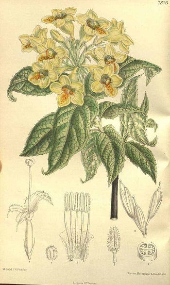 Medicinal Shrubs and Woody Vines: Diervilla, Bush Honeysuckle