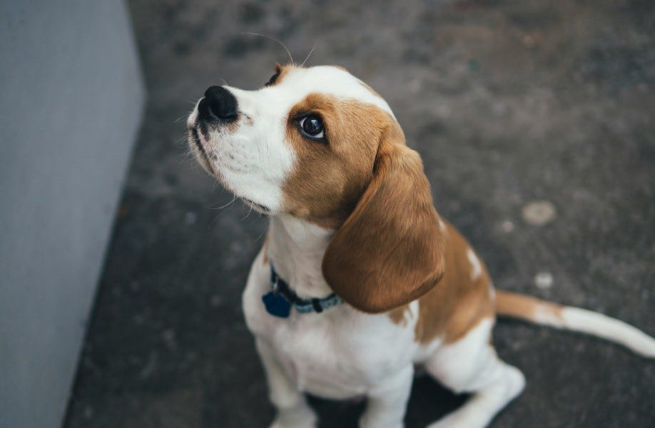 COVID Roundup: Fauci’s Puppy Abuse Scandal Gets New Legs?