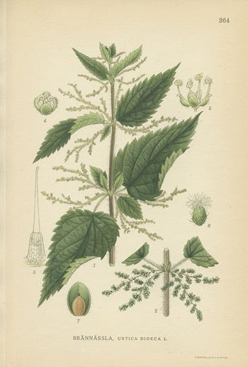 Show 214: Nettles and Wisteria